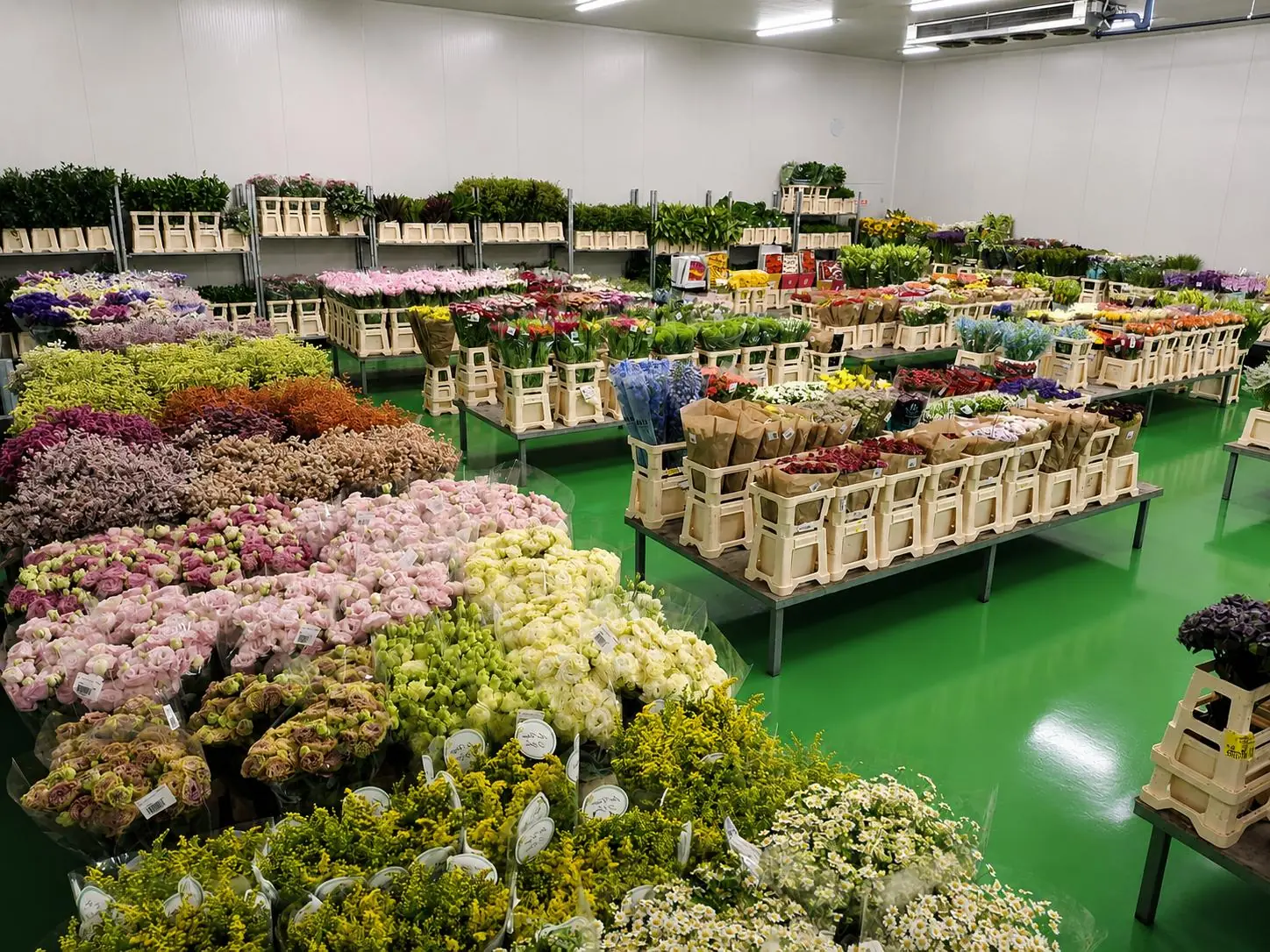 Stock fresco Torino Fiori in cella refrigerata
