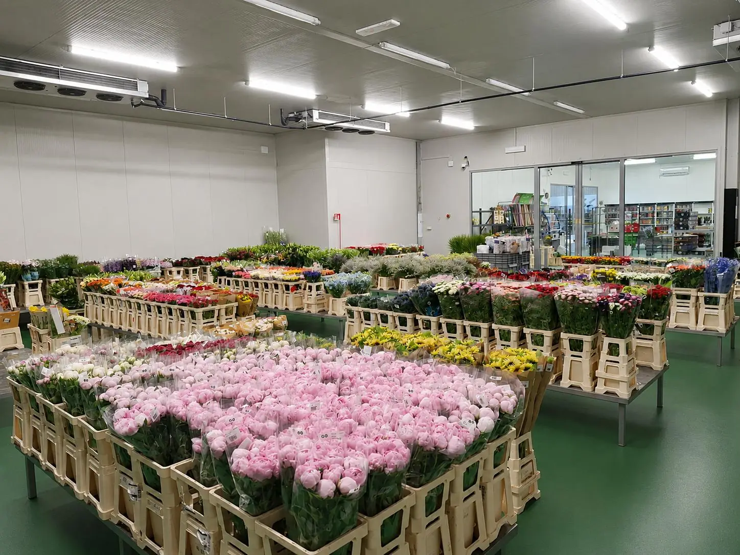 Fiori freschi